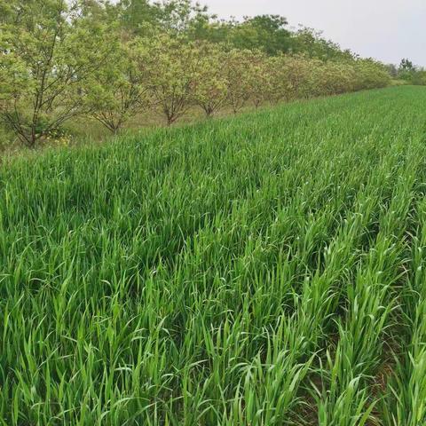 金蝉考察拓思路    林下经济增收益