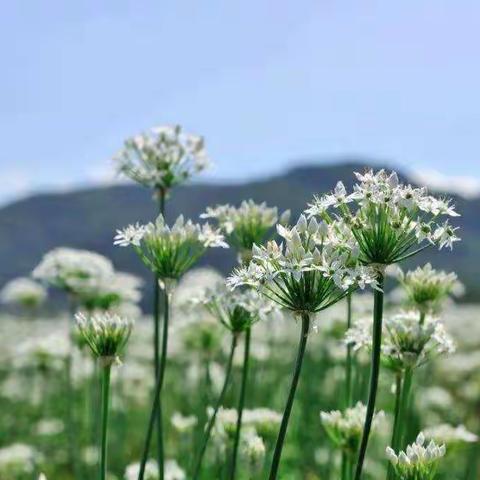 趣寻“山葱花”