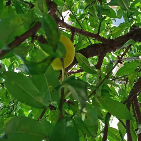 木与兆即为桃🍑———关于主题活动《花儿朵朵开》的探究案例