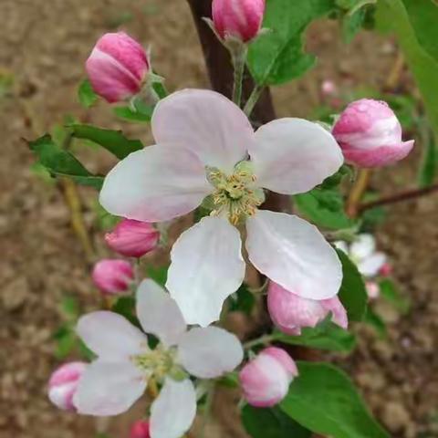 金城果花节