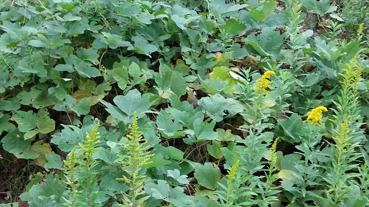 我的美篇 花 草