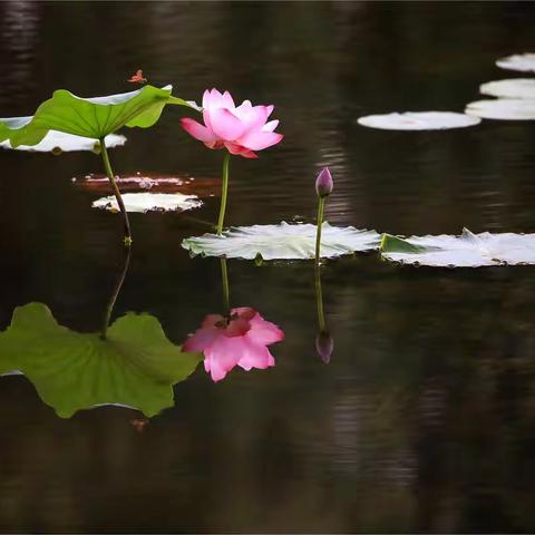 荷花情