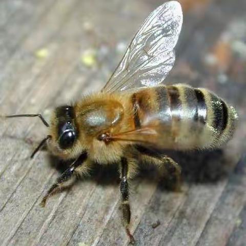 春光幼儿园蜜蜂班🐝11月份社会实践——【走进蜂工厂，探索蜜蜂🐝行为秘密】