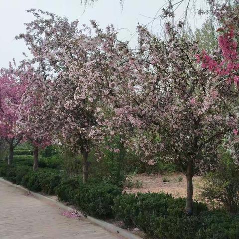 阅读成为习惯，书香洋溢校园。 ――河店镇销金寺明德小学