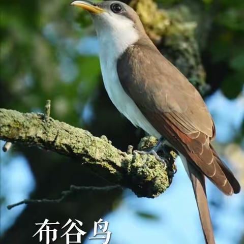 “停课不停学”——家发镇滨玉新村幼儿园线上微课之“布谷鸟”