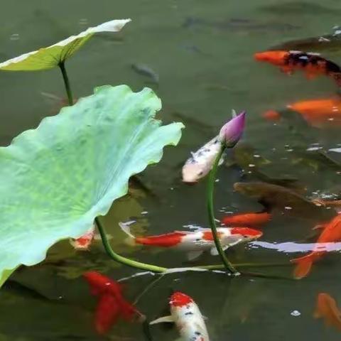 抒情随笔——67