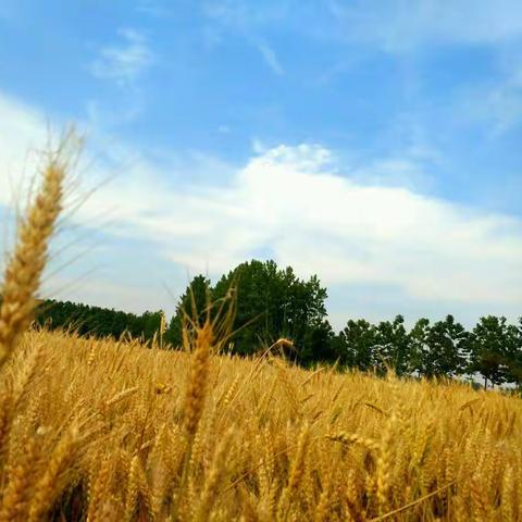 感恩月主题活动--护蛋行动