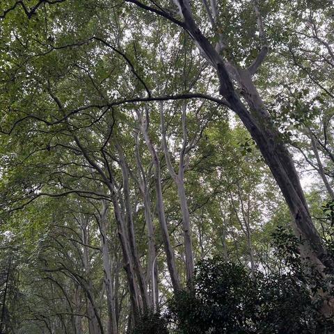10月走园-中山陵