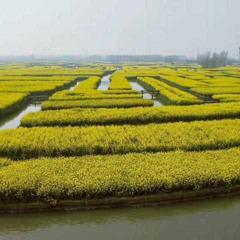 【兴化篇】油菜花开