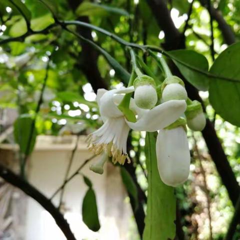 柚子花，仲春雨