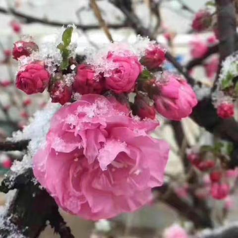 春花雪雨