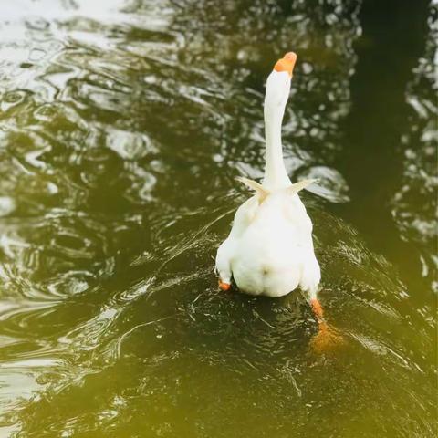 鹅鹅鹅