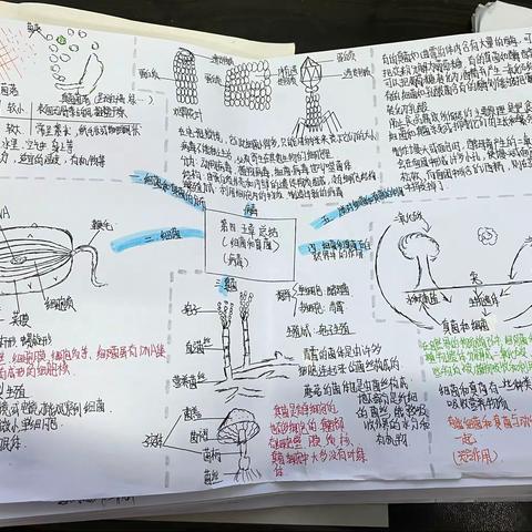 八一班细菌真菌病毒思维导图优秀作品