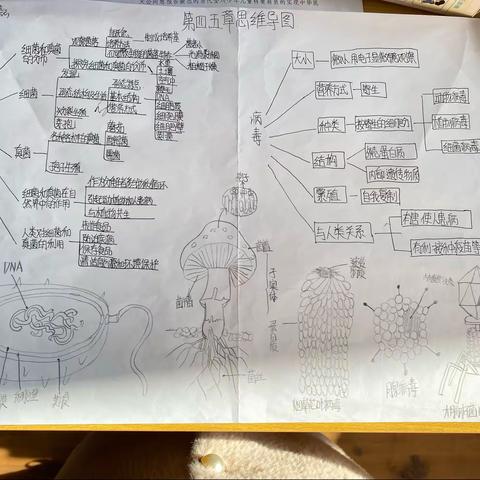 八三班细菌真菌病毒思维导图优秀作品