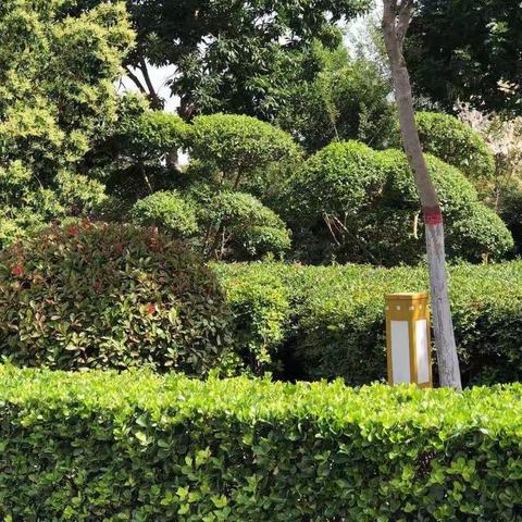 午朝门社区进小区进行绿化工作简报