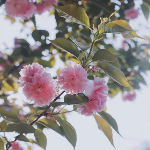 【洪广毕升温泉酒店】人间四月芳菲尽 温泉桃花始盛开。