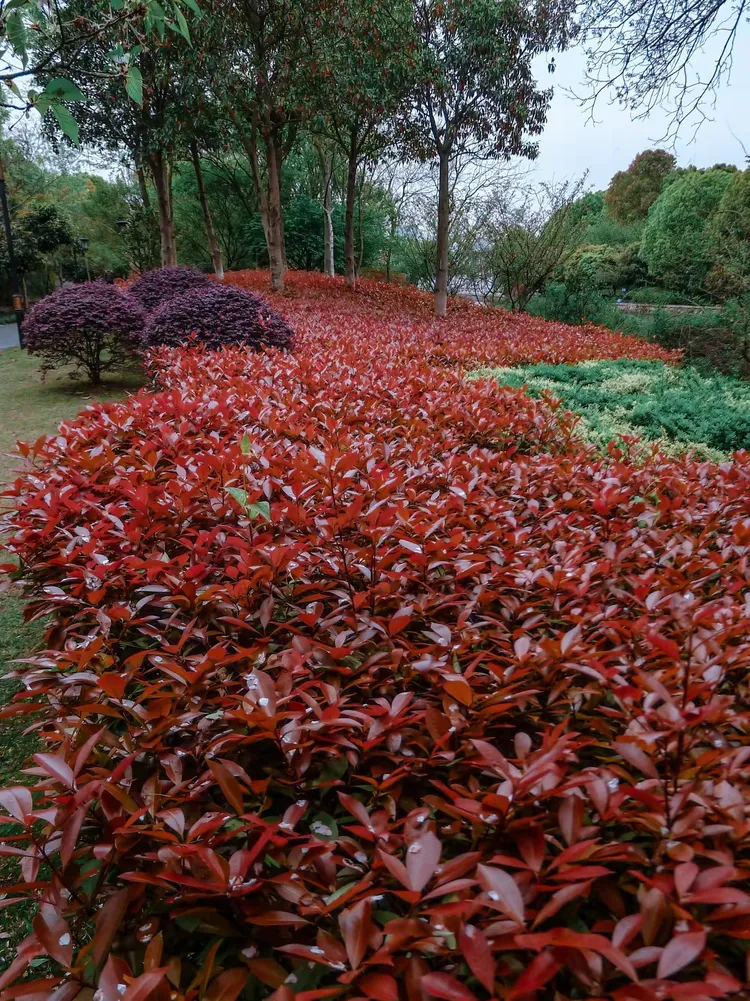 春天的上塘河岸