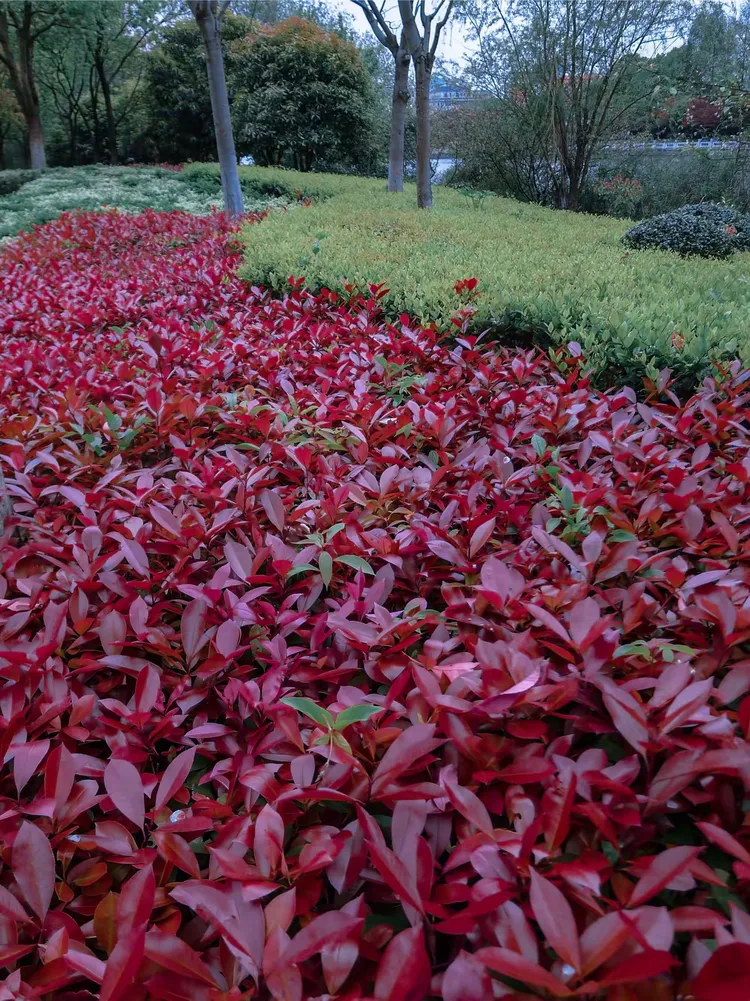 春天的上塘河岸