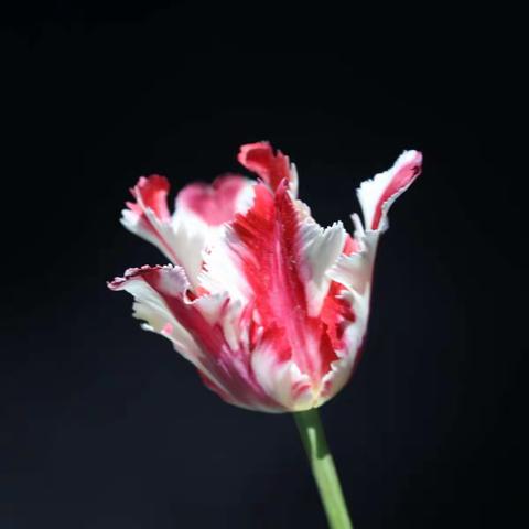 春天的脚步已经来临了。而春天又是一个百花齐放的季节,特别是那些美丽的郁金香,更是使春天变得万紫千红。