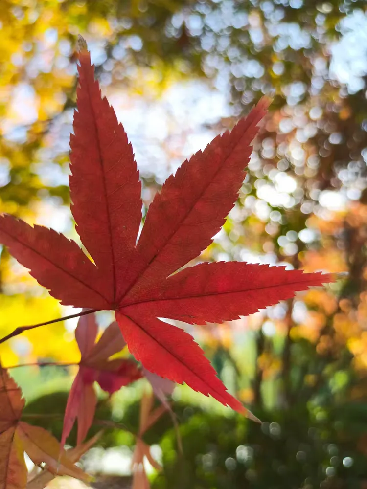 秋天,是一个充满诗意的季节,在这个季节里,红枫叶以其独特的魅力,装点