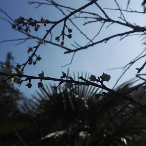 梅花开枝梢，相聚于梅园(东坑共光)