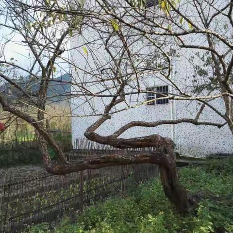 世外梅园，情系螺洞(一)