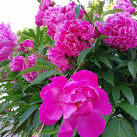 春暖花开