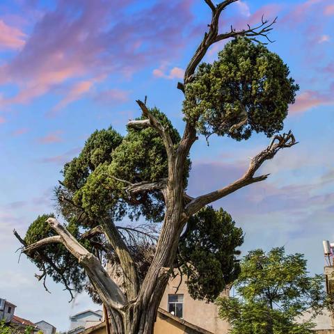 黄陂．古树．名木（二)