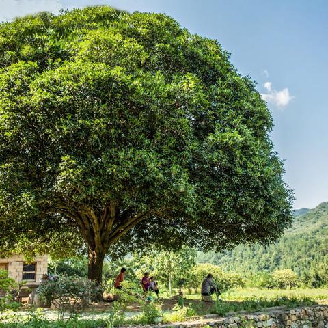 黄陂．古树．名木 （一）