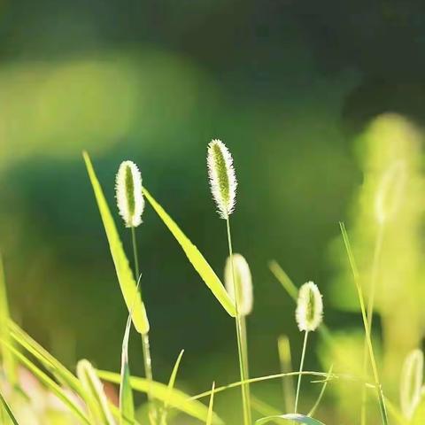 童诗欣赏