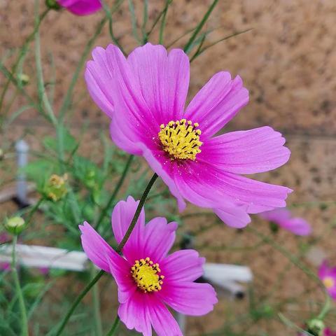 鲜花盛开的时候—阳合花开图片的报告