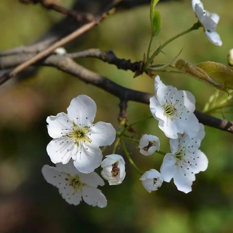 桃李花开—昆明三家村名花生态园