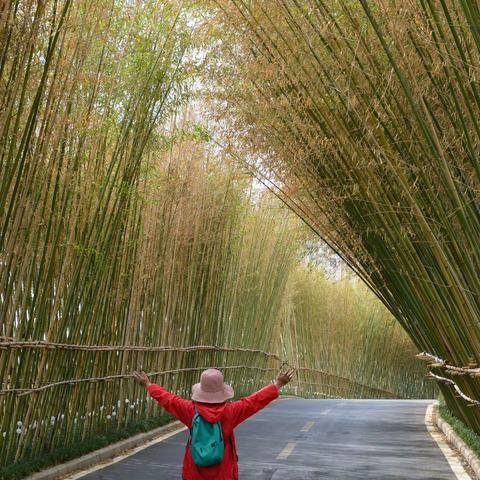 竹林漫步