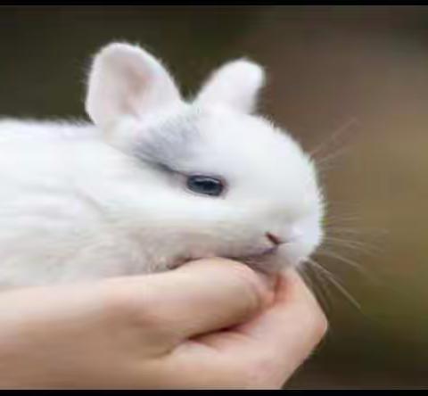 小白兔饲养日记