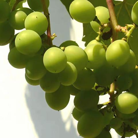 青涩葡萄