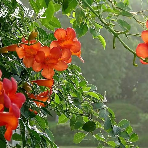 美丽的花朵 更美丽的是阳光