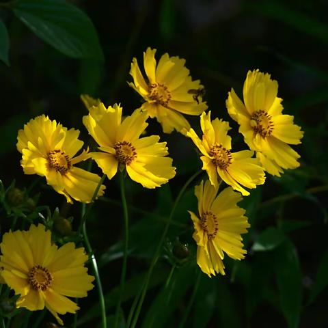 金鸡菊与大滨菊