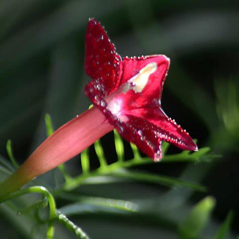 生当如夏花