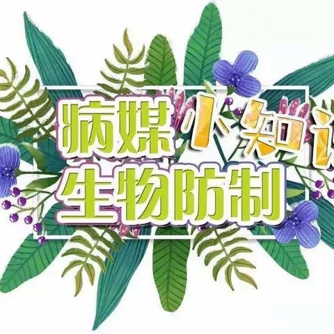 陈仓区东关第二幼儿园病媒生物防治知识宣传