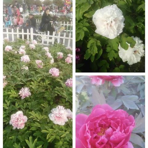 [春天的约定]N5赏牡丹.访天香