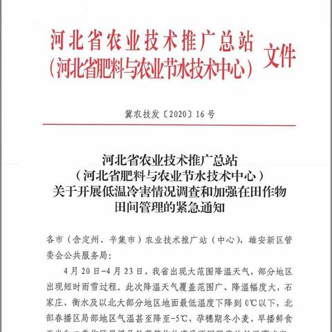 邯郸试验站开展低温对春播玉米影响调查和技术指导