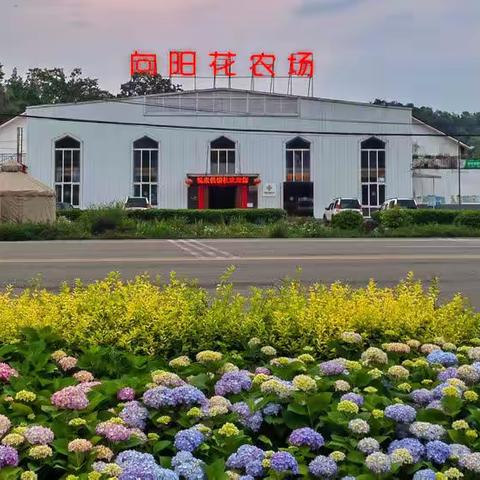 浪漫花海｜悦来镇向阳花农场洋甘菊花开烂漫