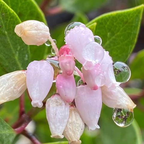 冬雨淅沥 踏雨探花，每日锻炼打卡结集，12/4-12/6