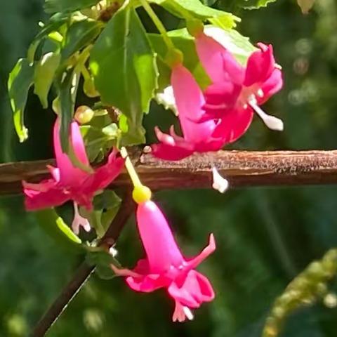 冻雨寒风 健步觅芳，每日锻炼打卡结集，12/1-12/3