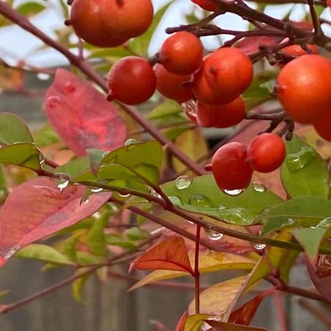 冬雨淅沥 健步如常，每日锻炼打卡结集，12/10-12/12