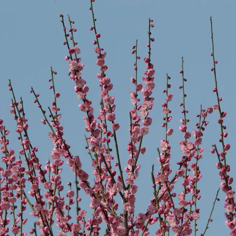 花开盛世  鸟送吉祥