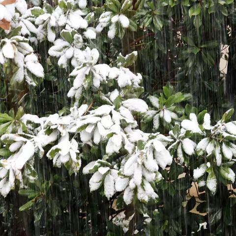 2020年的第一场雪