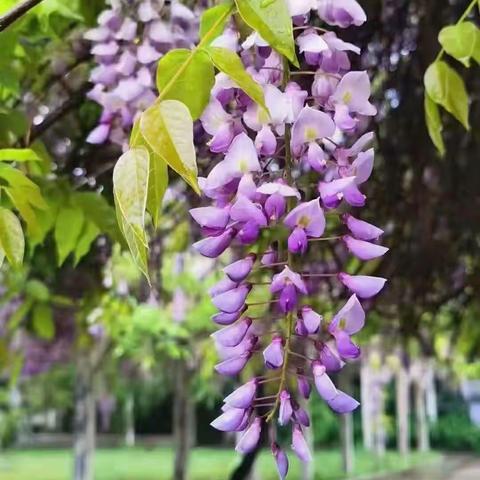 静待桃李 四月花开 ——承德市第三中学四月份岗位大练兵纪实