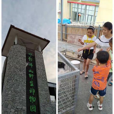 8月12号我们来到了佛山动物园，我们在喂小动物，从而知道可以要爱护每一个小动物，要有爱心