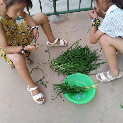 今天下午我和妹妹帮妈妈摘韭菜包饺子，现在能帮妈妈干那么多力所能及的家务事，减少妈妈的负担，我很快乐